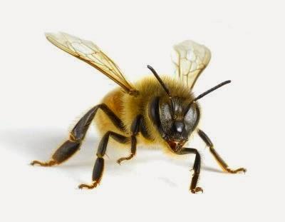 ¿Por qué desaparecen las abejas?