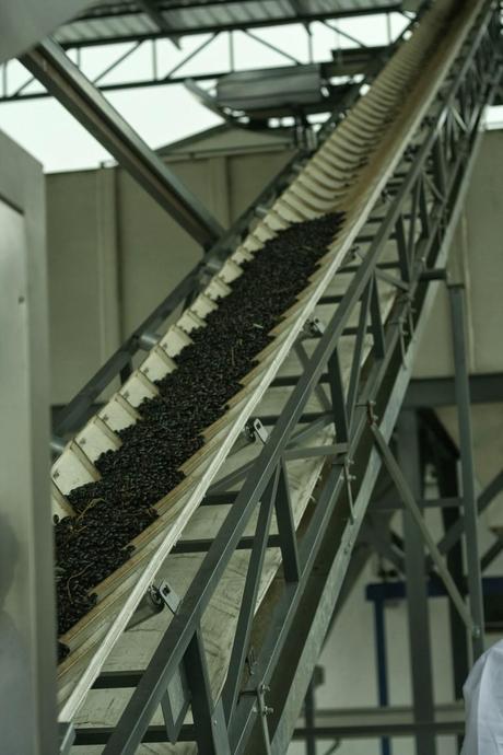 AOVES 5 ELEMENTOS. FINCA LA PONTEZUELA AOVES 5 ELEMENTOS. FINCA LA PONTEZUELA