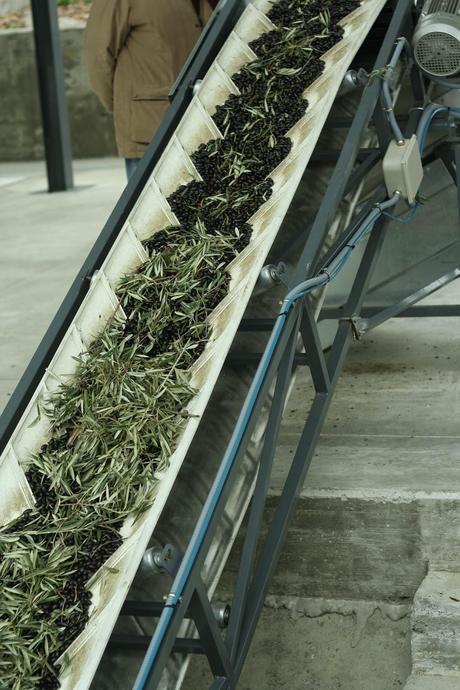 AOVES 5 ELEMENTOS. FINCA LA PONTEZUELA AOVES 5 ELEMENTOS. FINCA LA PONTEZUELA