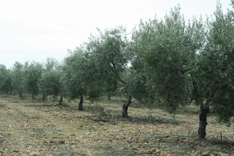 AOVES 5 ELEMENTOS. FINCA LA PONTEZUELA AOVES 5 ELEMENTOS. FINCA LA PONTEZUELA