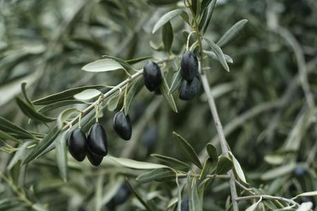 AOVES 5 ELEMENTOS. FINCA LA PONTEZUELA AOVES 5 ELEMENTOS. FINCA LA PONTEZUELA