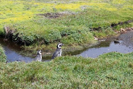 Asado de Cordero. El sabor de la Patagonia ( Parte I). Asado de Cordero. El sabor de la Patagonia ( Parte I).
