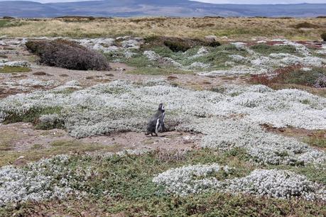 Asado de Cordero. El sabor de la Patagonia ( Parte I). Asado de Cordero. El sabor de la Patagonia ( Parte I).