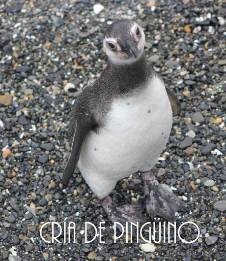 Asado de Cordero. El sabor de la Patagonia ( Parte I). Asado de Cordero. El sabor de la Patagonia ( Parte I).
