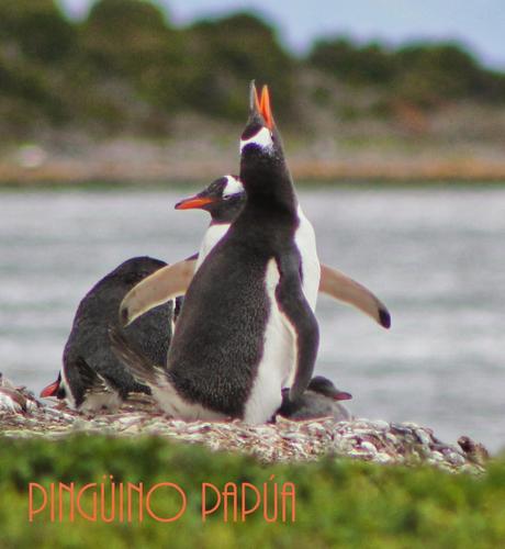 Asado de Cordero. El sabor de la Patagonia ( Parte I). Asado de Cordero. El sabor de la Patagonia ( Parte I).