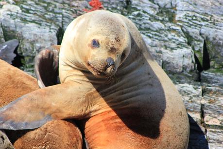 Asado de Cordero. El sabor de la Patagonia ( Parte I). Asado de Cordero. El sabor de la Patagonia ( Parte I).