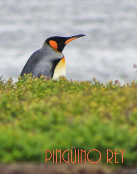 Asado de Cordero. El sabor de la Patagonia ( Parte I). Asado de Cordero. El sabor de la Patagonia ( Parte I).