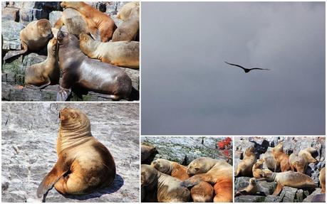 Asado de Cordero. El sabor de la Patagonia ( Parte I). Asado de Cordero. El sabor de la Patagonia ( Parte I).