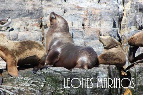 Asado de Cordero. El sabor de la Patagonia ( Parte I). Asado de Cordero. El sabor de la Patagonia ( Parte I).