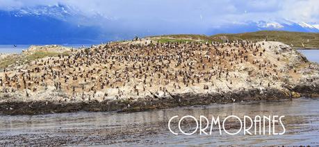 Asado de Cordero. El sabor de la Patagonia ( Parte I). Asado de Cordero. El sabor de la Patagonia ( Parte I).