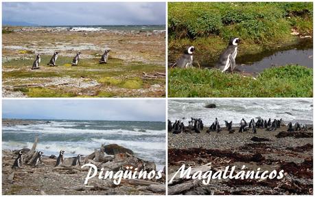 Asado de Cordero. El sabor de la Patagonia ( Parte I). Asado de Cordero. El sabor de la Patagonia ( Parte I).