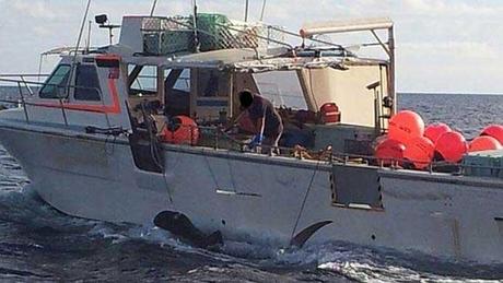 tiburón muerto en Australia tiburón muerto en Australia