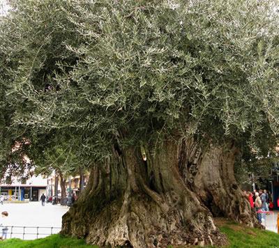 Aceite de oliva virgen extra olivo centenario daimiel