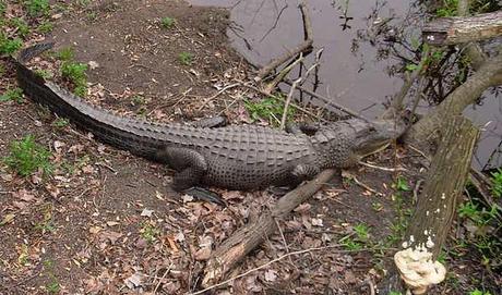 El caimán del Misisipi El caimán del Misisipi