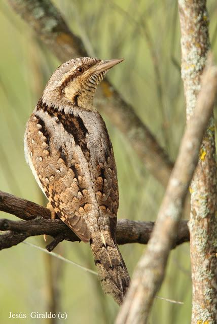 TORCECUELLOS (JYNX TORQUILLA) TORCECUELLOS (JYNX TORQUILLA)