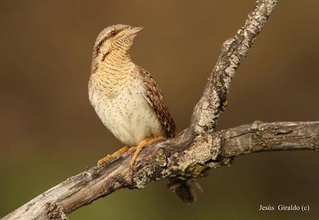 TORCECUELLOS (JYNX TORQUILLA) TORCECUELLOS (JYNX TORQUILLA)