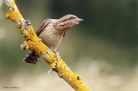 TORCECUELLOS (JYNX TORQUILLA) TORCECUELLOS (JYNX TORQUILLA)