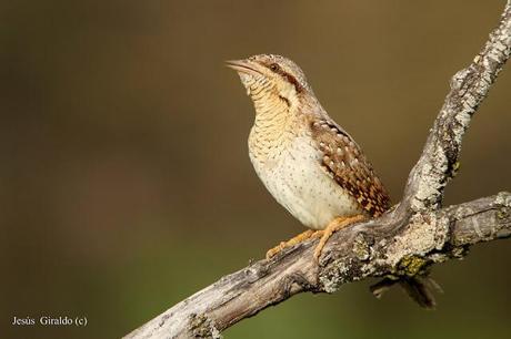 TORCECUELLOS (JYNX TORQUILLA) TORCECUELLOS (JYNX TORQUILLA)