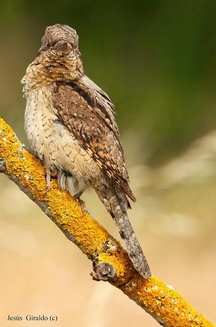 TORCECUELLOS (JYNX TORQUILLA) TORCECUELLOS (JYNX TORQUILLA)