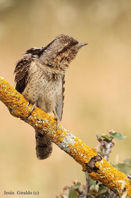 TORCECUELLOS (JYNX TORQUILLA) TORCECUELLOS (JYNX TORQUILLA)