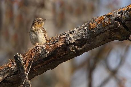 TORCECUELLOS (JYNX TORQUILLA) TORCECUELLOS (JYNX TORQUILLA)