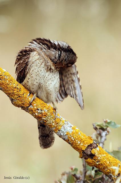 TORCECUELLOS (JYNX TORQUILLA) TORCECUELLOS (JYNX TORQUILLA)