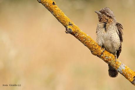 TORCECUELLOS (JYNX TORQUILLA) TORCECUELLOS (JYNX TORQUILLA)