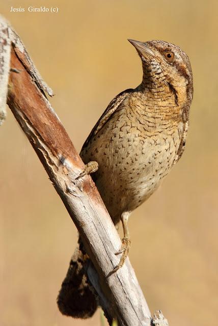 TORCECUELLOS (JYNX TORQUILLA) TORCECUELLOS (JYNX TORQUILLA)