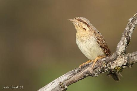 TORCECUELLOS (JYNX TORQUILLA) TORCECUELLOS (JYNX TORQUILLA)