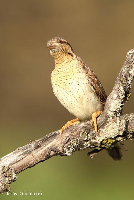 TORCECUELLOS (JYNX TORQUILLA) TORCECUELLOS (JYNX TORQUILLA)