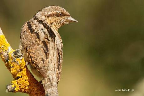 TORCECUELLOS (JYNX TORQUILLA) TORCECUELLOS (JYNX TORQUILLA)
