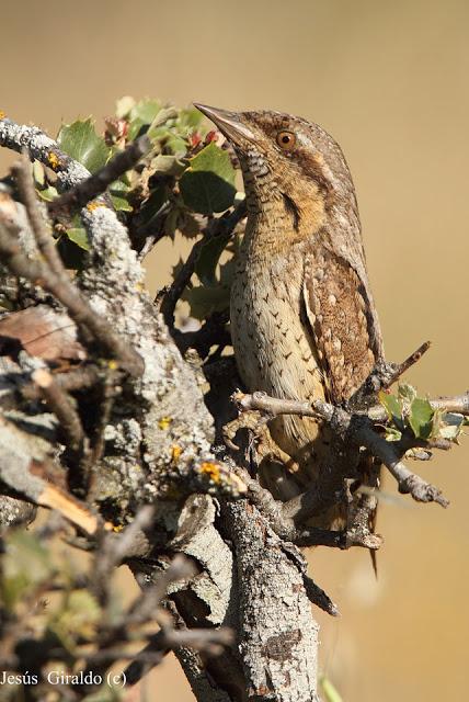 TORCECUELLOS (JYNX TORQUILLA) TORCECUELLOS (JYNX TORQUILLA)