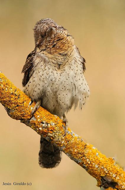 TORCECUELLOS (JYNX TORQUILLA) TORCECUELLOS (JYNX TORQUILLA)