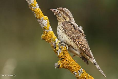 TORCECUELLOS (JYNX TORQUILLA) TORCECUELLOS (JYNX TORQUILLA)