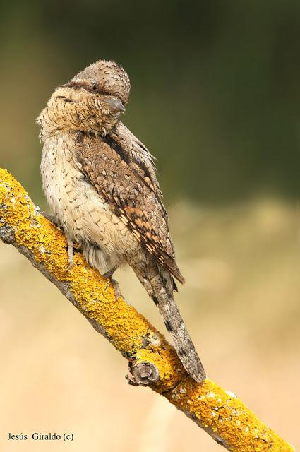 TORCECUELLOS (JYNX TORQUILLA) TORCECUELLOS (JYNX TORQUILLA)