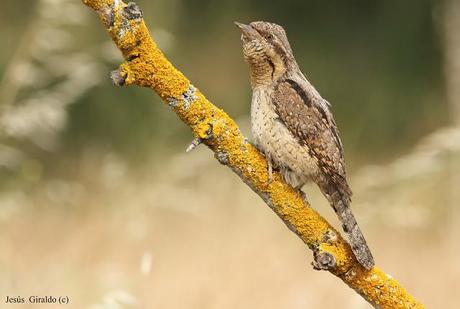 TORCECUELLOS (JYNX TORQUILLA) TORCECUELLOS (JYNX TORQUILLA)