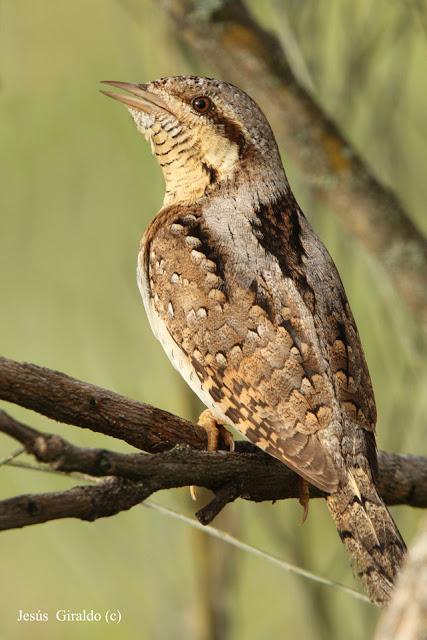 TORCECUELLOS (JYNX TORQUILLA) TORCECUELLOS (JYNX TORQUILLA)