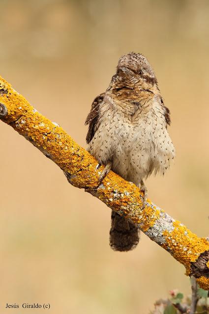 TORCECUELLOS (JYNX TORQUILLA) TORCECUELLOS (JYNX TORQUILLA)