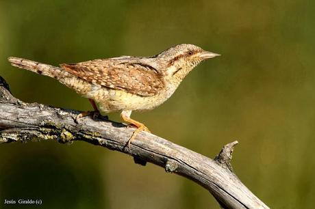 TORCECUELLOS (JYNX TORQUILLA) TORCECUELLOS (JYNX TORQUILLA)