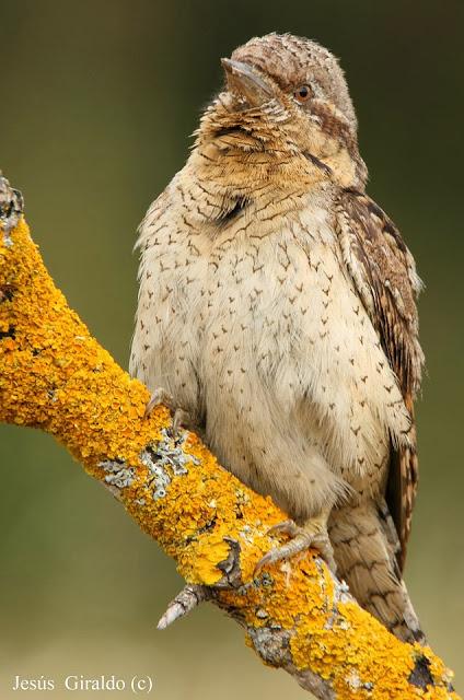 TORCECUELLOS (JYNX TORQUILLA) TORCECUELLOS (JYNX TORQUILLA)