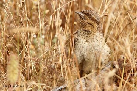 TORCECUELLOS (JYNX TORQUILLA) TORCECUELLOS (JYNX TORQUILLA)