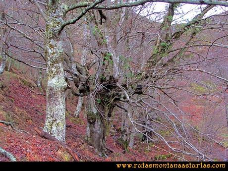 Árbol durante la realización del camino Árbol durante la realización del camino