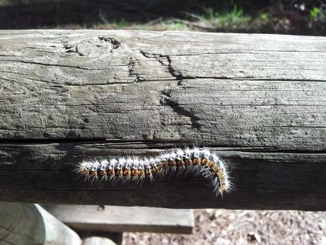 Sorpresas en Doñana... - Surprises in the Donana National Park...