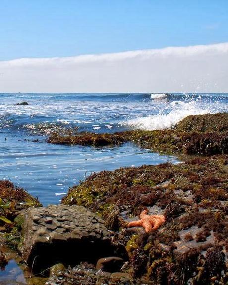 Tu gota hace al océano más grande. Cuento Las Estrellas de mar Tu gota hace al océano más grande. Cuento Las Estrellas de mar