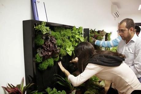 Últimas plazas para el curso de jardines verticales de Barcelona. 11 y 12 de Febrero. Últimas plazas para el curso de jardines verticales de Barcelona. 11 y 12 de Febrero.