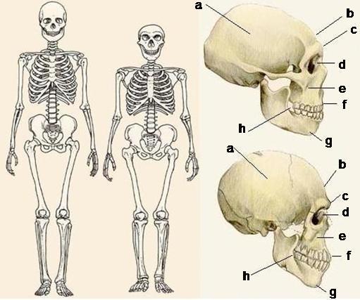 Mundo Ancestral: Neandertales vs Sapiens