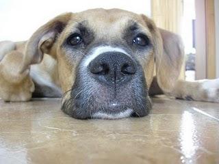 Adopción para zelda cachorra de boxer
