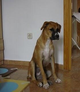 Adopción para zelda cachorra de boxer