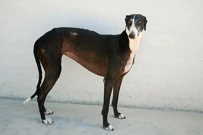 Dos preciosos galgos supervivientes de la perrera en adopción.