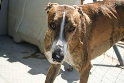 Dos preciosos galgos supervivientes de la perrera en adopción.